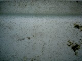 20050614koi2.jpg