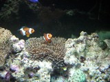 20050511nimo3.jpg