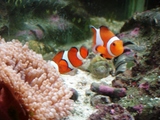 nimo