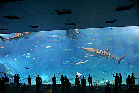 美ら海水族館