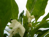 唐辛子の花