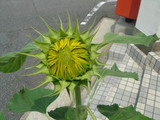 ��������鲡�