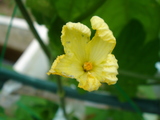 ゴウヤの花