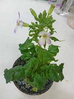 �纬�β�