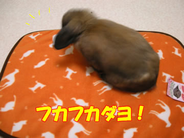 �ץ쥼��Ȣ�