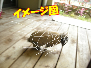 �ʤˤ��졼������������