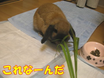 ������Ǥ��衼