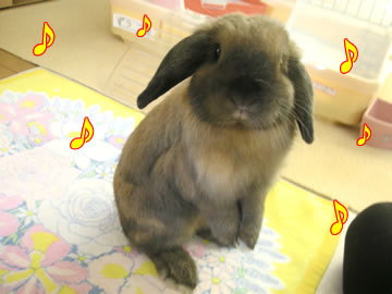 ���󥭥塼��