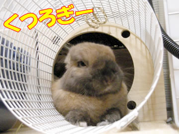 ¤¯¤Ä¤í¤®¥¿¥¤¥à