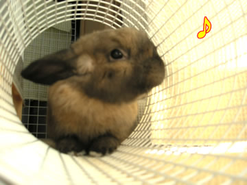 ���䤹�ߢ�