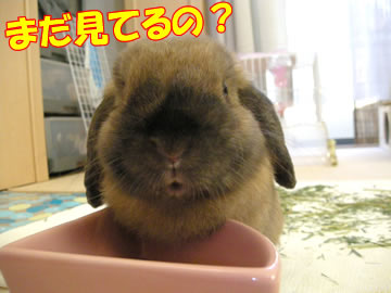 ¤·¤Ä¤³¤¤¤è¡ª