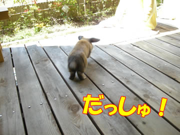 ³°¤Ï¤Ò¤µ¤Ó¤µ¤À¡ª