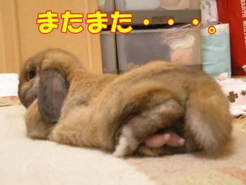tarako�о졪
