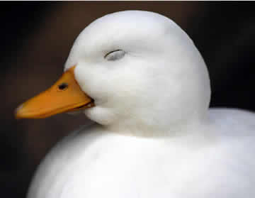 Ä»£´