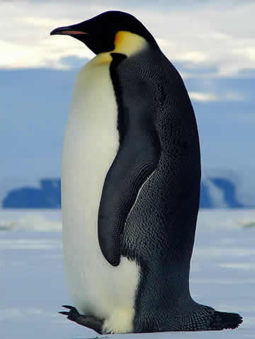 Ä»£²