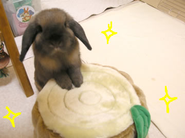 �ʤˤ����ΤʤΡ�����