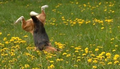 ドジッ子な犬01