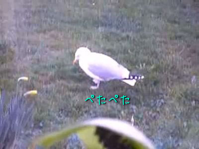 足踏みするカモメ