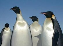 2.�ڥ󥮥��Penguin��