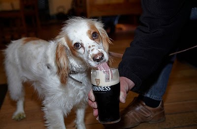 ビール大好き犬13