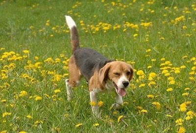 ドジッ子な犬02