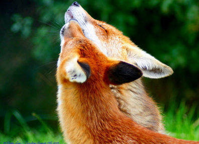 ��֥�֤�ưʪ���åץ�04