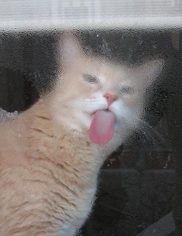 �륬�饹�ˤؤФ�Ĥ����Ѵ�ˤʤä�ưʪ����05