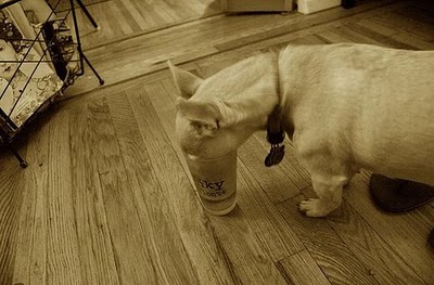 ビール大好き犬14