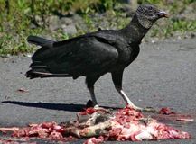 6.��������ɥ��Black Vulture)