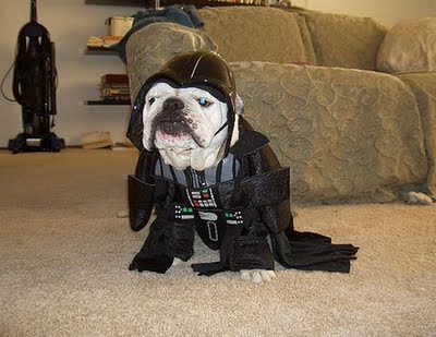 スターウォーズな犬10
