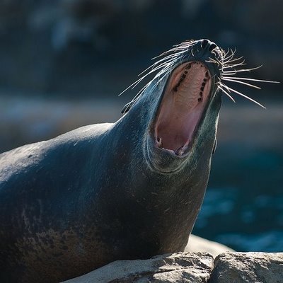 ���󤰤���礢���Ӥ���ưʪ����11