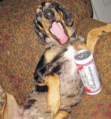 ビール大好き犬06