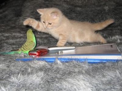 �˲���ȴ����ǭ�ȥ��󥳲���01