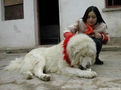 ライオンみたいなチベットの犬04