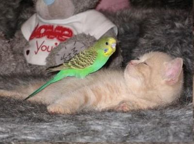 �˲���ȴ����ǭ�ȥ��󥳲���04