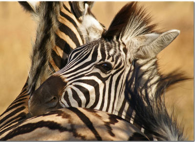 ��֥�֤�ưʪ���åץ�03