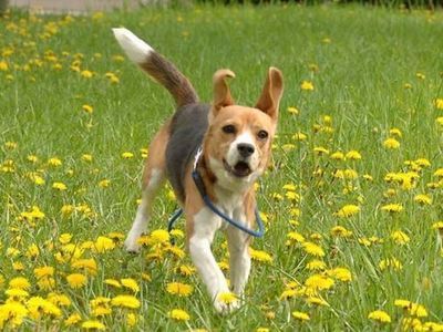 ドジッ子な犬00