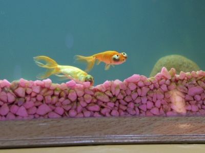 マンガみたいな目をした金魚01