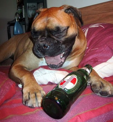 ビール大好き犬05