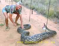 �Ӥ���ɤ����ɤ�Ⱦä��Ƥ���������������ͳ03