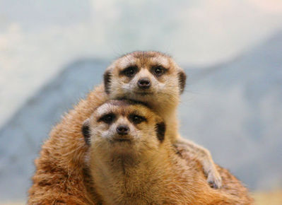 ��֥�֤�ưʪ���åץ�02