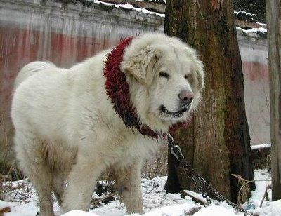 ライオンみたいなチベットの犬08