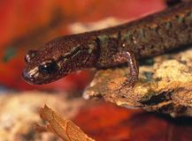 8.���֥���ޥ������Red back salamander��