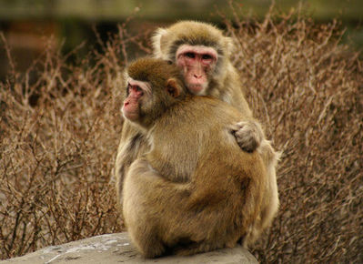 ��֥�֤�ưʪ���åץ�06