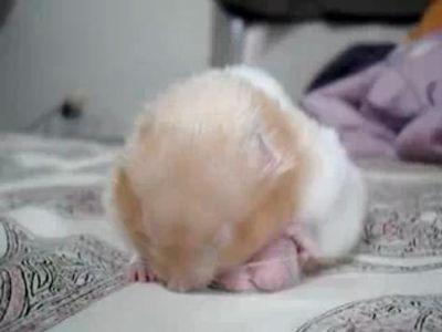̲��ϥॹ����