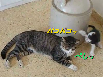����Ū���ɸ��Ϥ�ۤ���ǭ_s