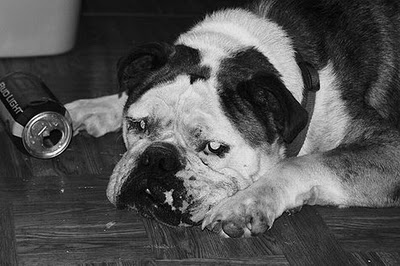 ビール大好き犬15