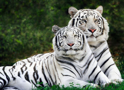 ラブラブな動物カップル05