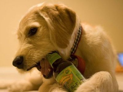 ビール大好き犬00