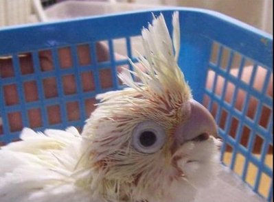 ���ޤ줿�ƤΥ�����17